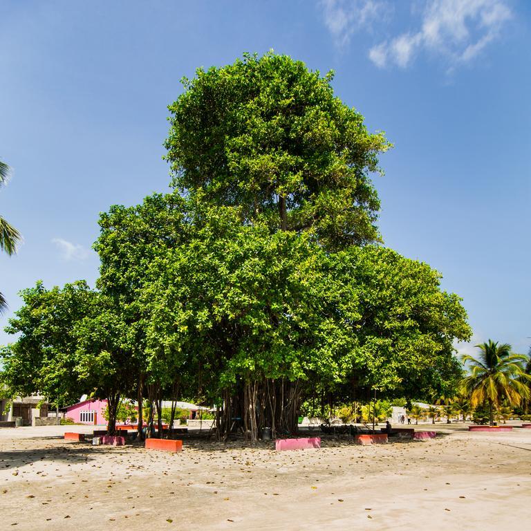 Villa Rosa Maldives Feridhoo 외부 사진